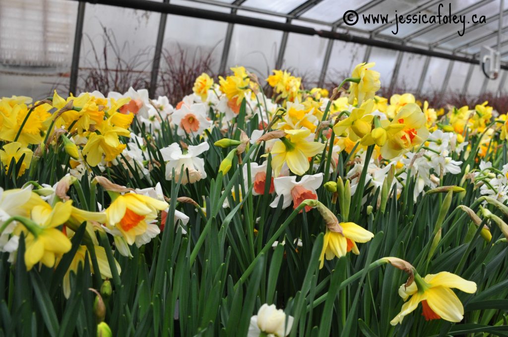 A Day In Photos City of Kingston Greenhouse Jess Foley Writer