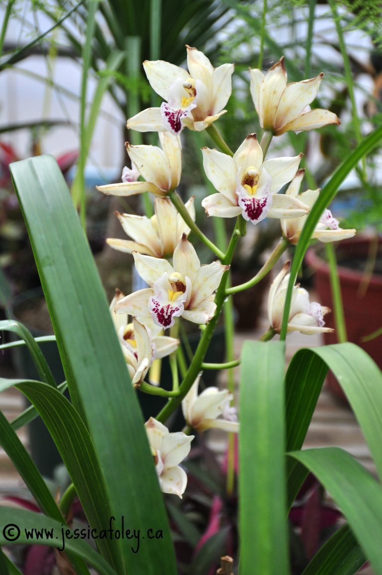 A Day In Photos City of Kingston Greenhouse Jess Foley Writer