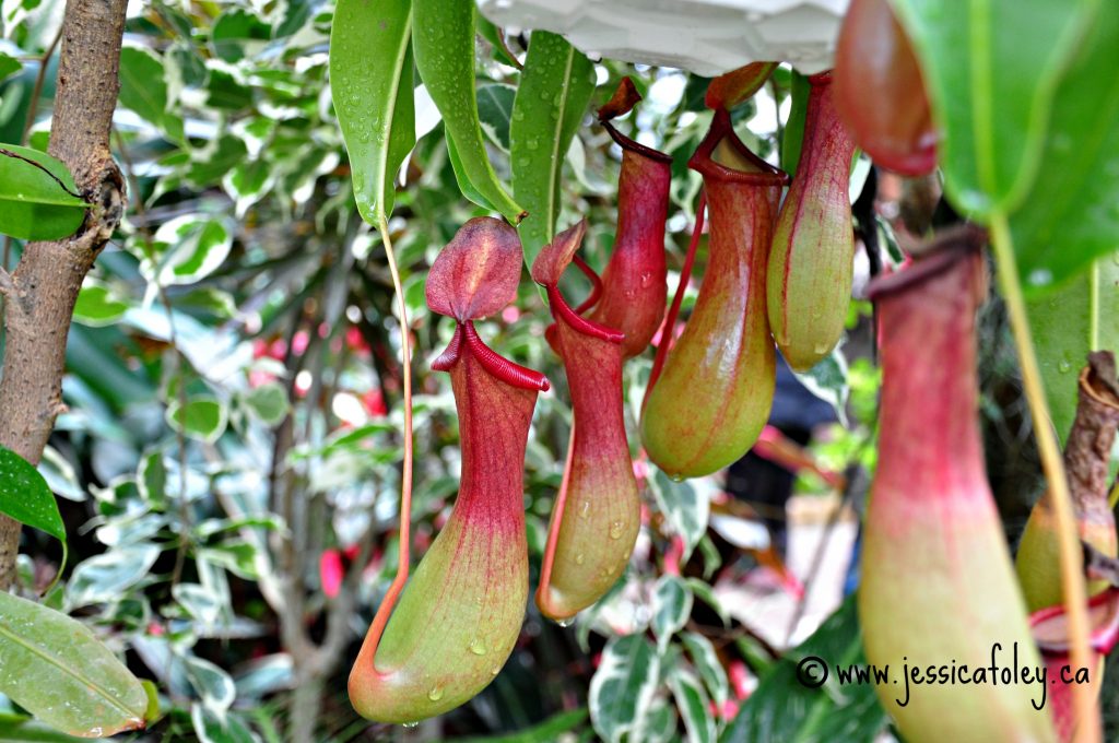 A Day In Photos City of Kingston Greenhouse Jess Foley Writer