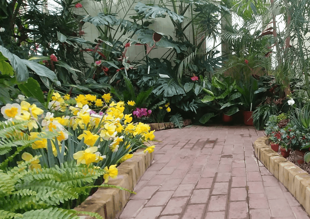 red brick pathway through City of Kingston greenhouse. Yellow flowers are blooming.