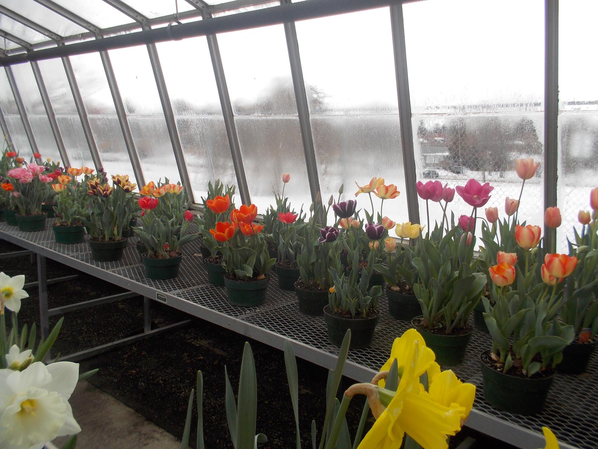 City of Kingston greenhouse will not resume spring tours, operating at full capacity